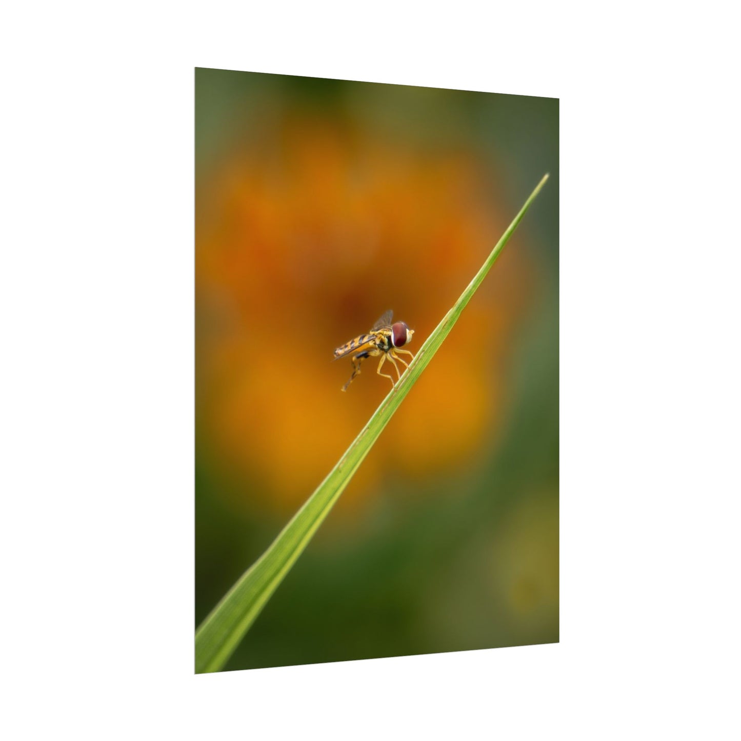 Flower Fly Poses with Orange Flowers Fine Art Print