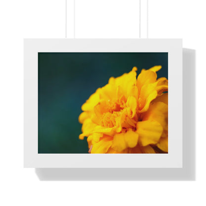 Macro Marigold Flower Framed Matte Print