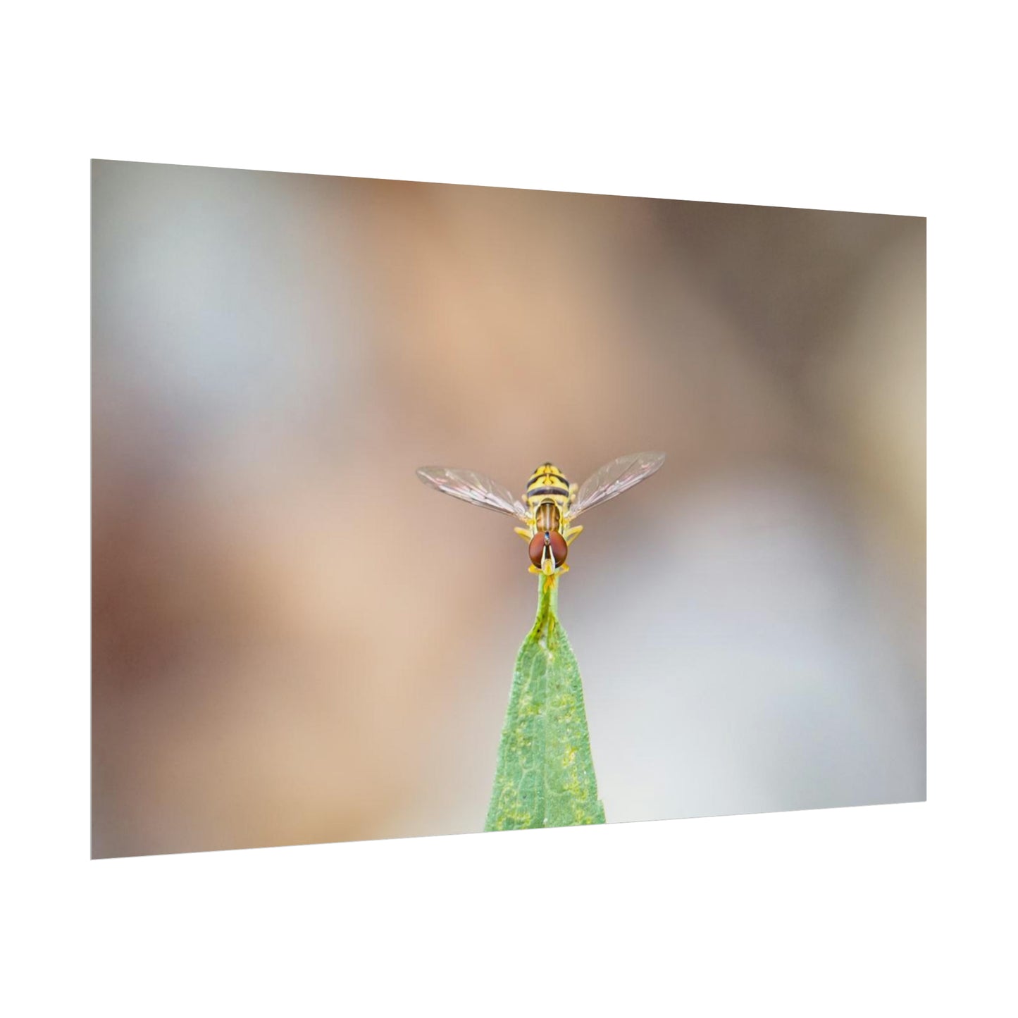 Flower Fly Poses in Macro Fine Art Print