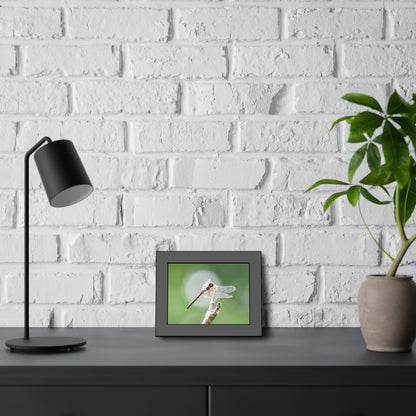 Dramatic Dragonfly Framed Print | Nature Photography