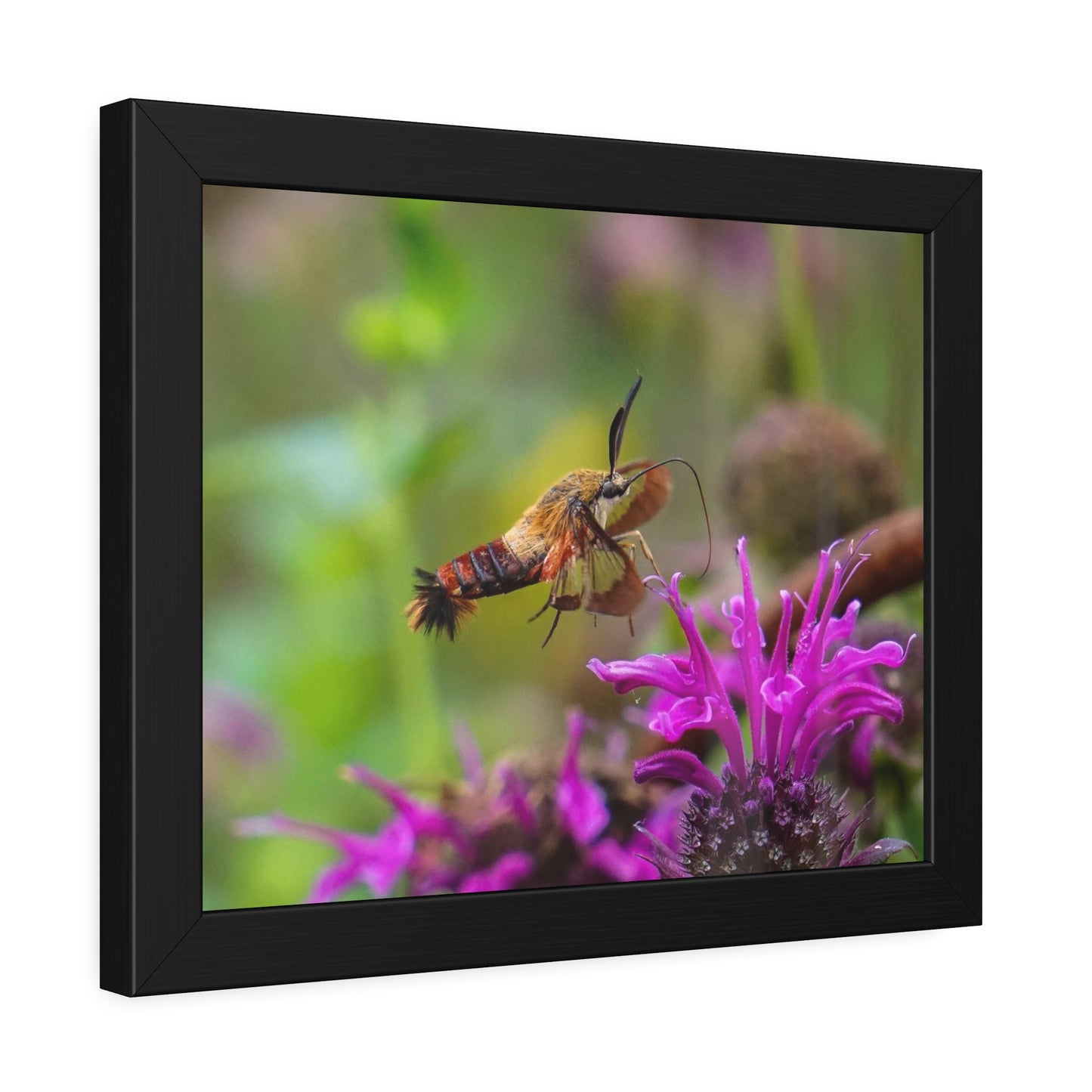 Hummingbird Moth In Flight Framed Print | Nature Photography