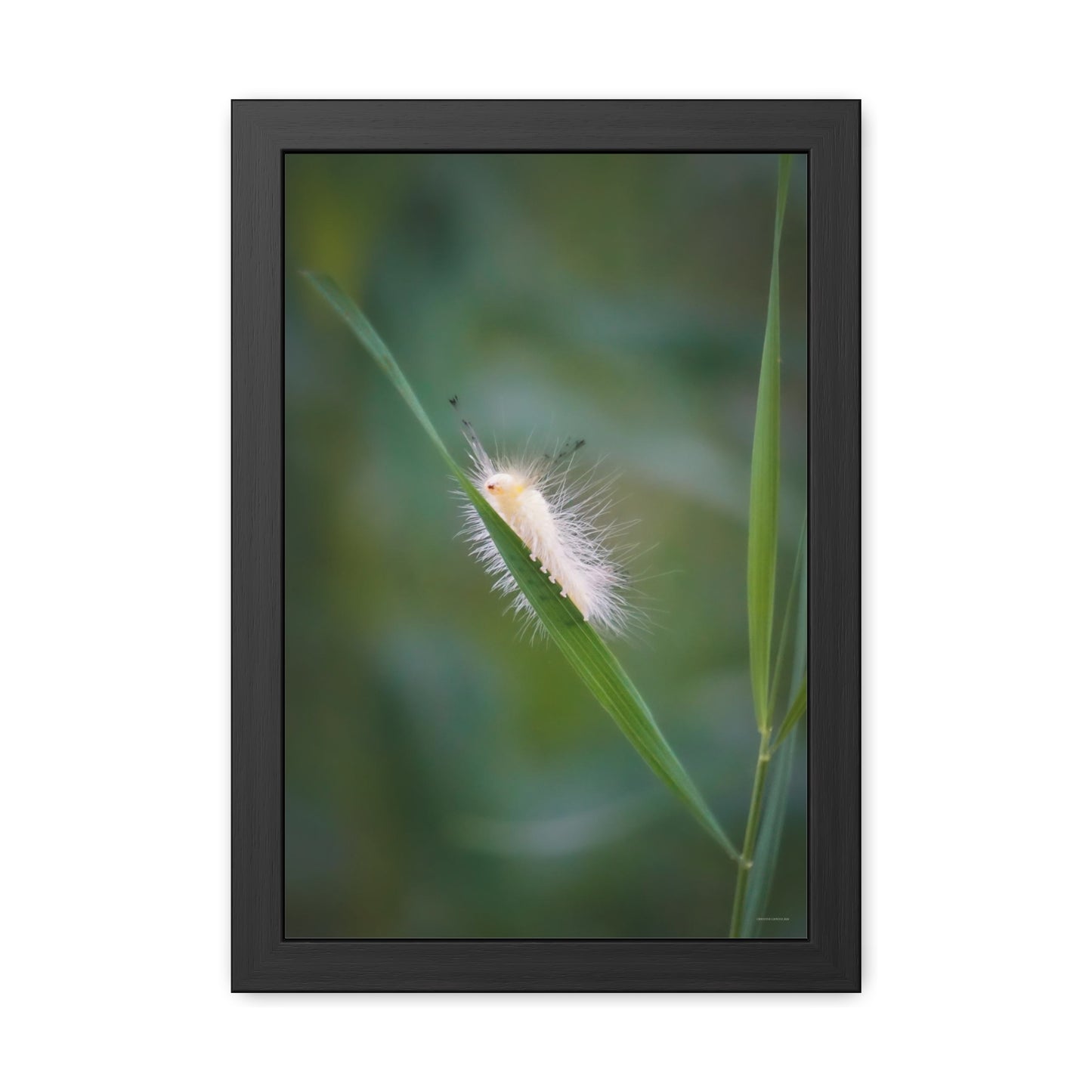 Fuzzy Feets Caterpillar Framed Fine Art Photograph