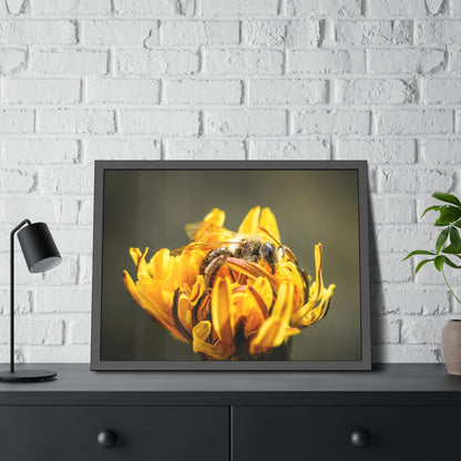 Macro Bee Pollinating Dandelion Framed Print | Nature Photography