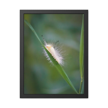 Fuzzy Feets Caterpillar Framed Fine Art Photograph