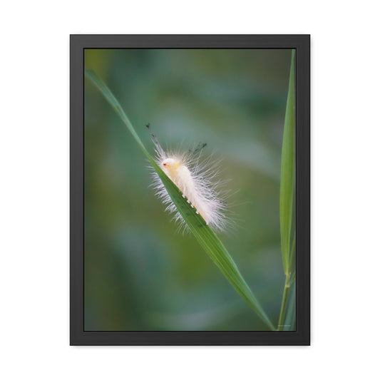 Fuzzy Feets Caterpillar Framed Fine Art Photograph