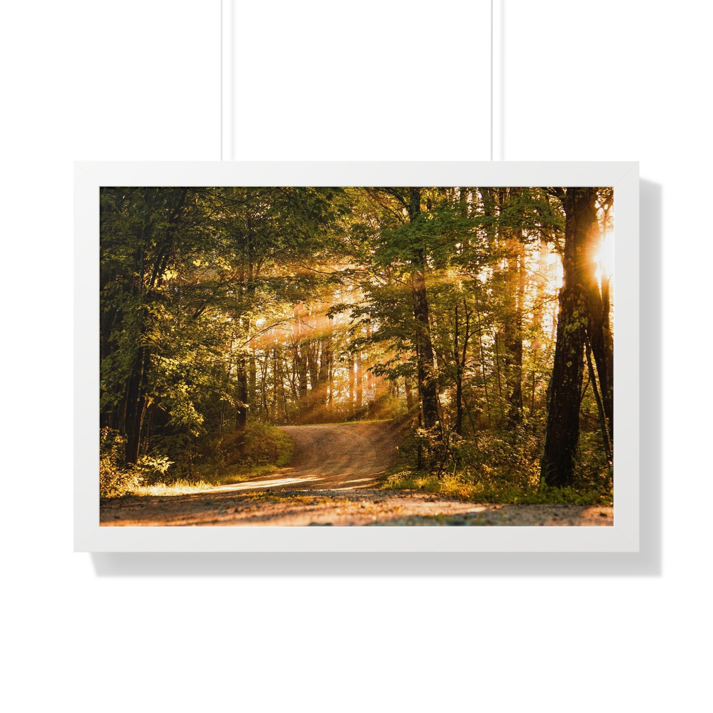 Sunbeams Streaming Onto Forest Path Framed Matte Print