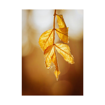 Leaves of Gold Fine Art Print