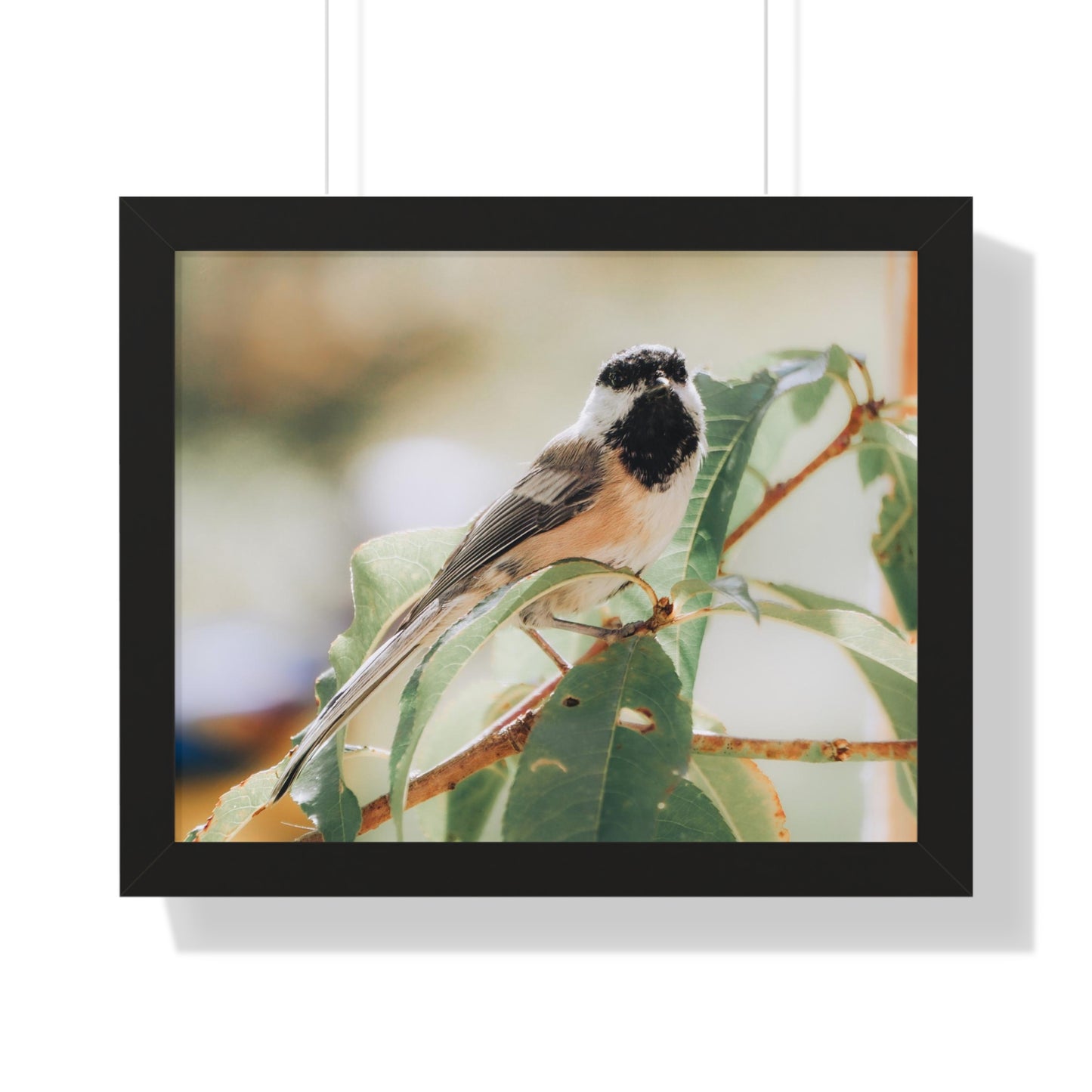 Black-Capped Chickadee Framed Matte Print