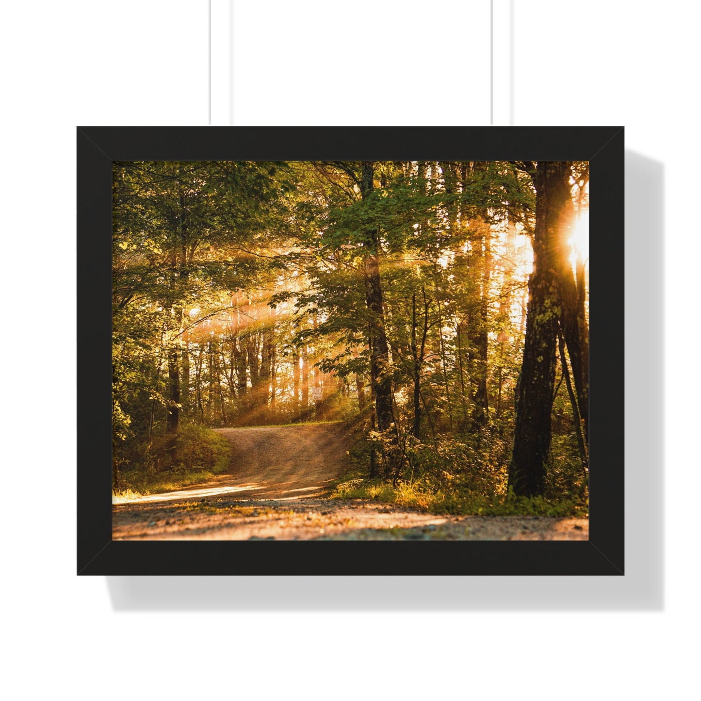 Sunbeams Streaming Onto Forest Path Framed Matte Print