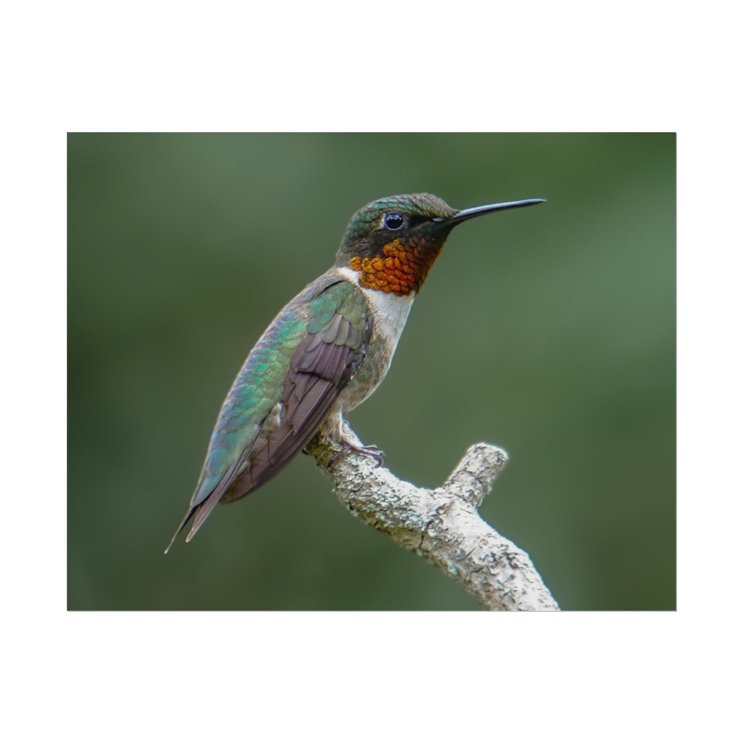 Ruby-Throated Hummingbird Fine Art Print