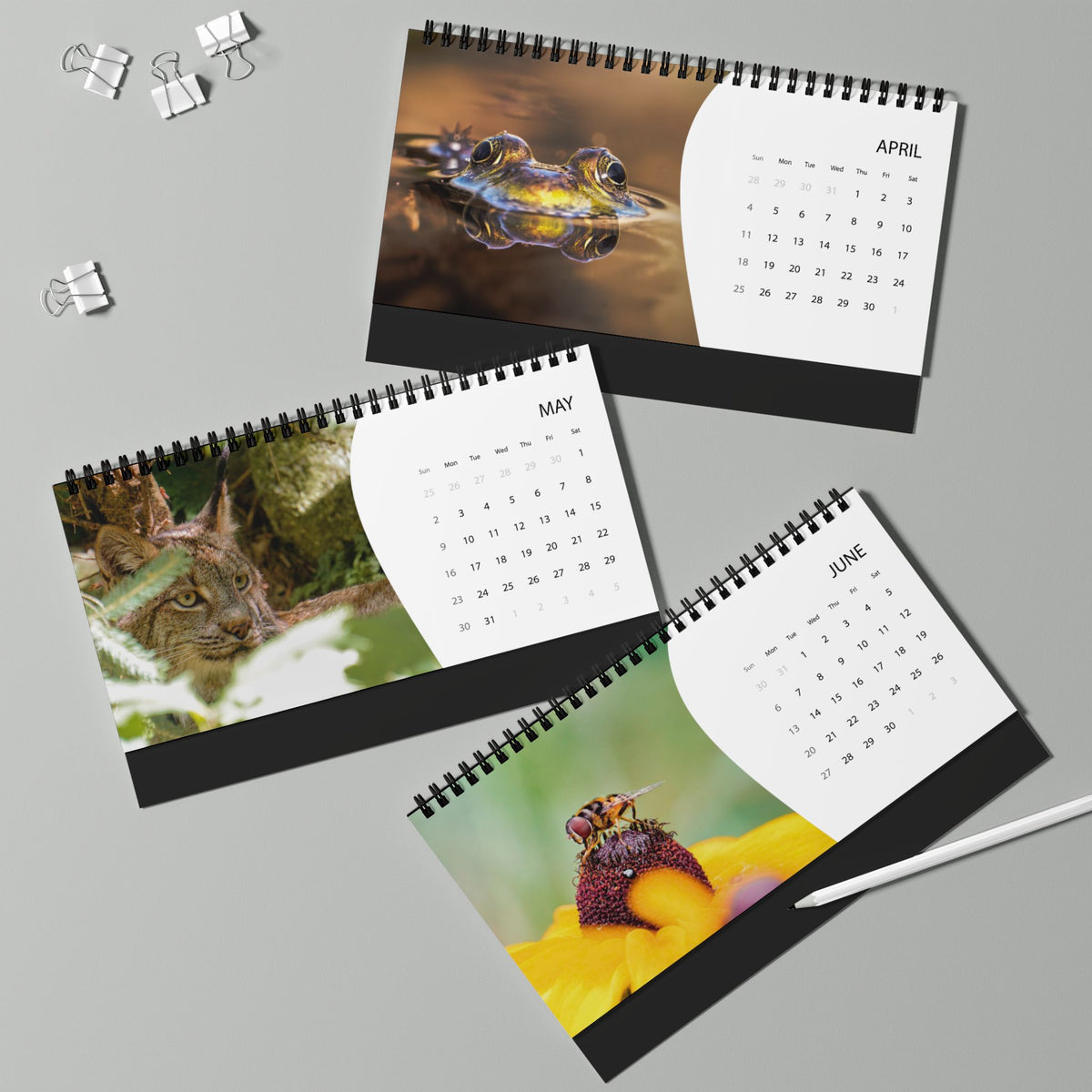 Critters of Whimsy 2027 calendar pages for April through June, featuring a frog, a tufted-eared Canadian Lynx, and a flower fly on a coneflower