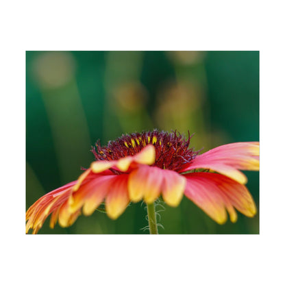 Fancy Macro Daisy Fine Art Print