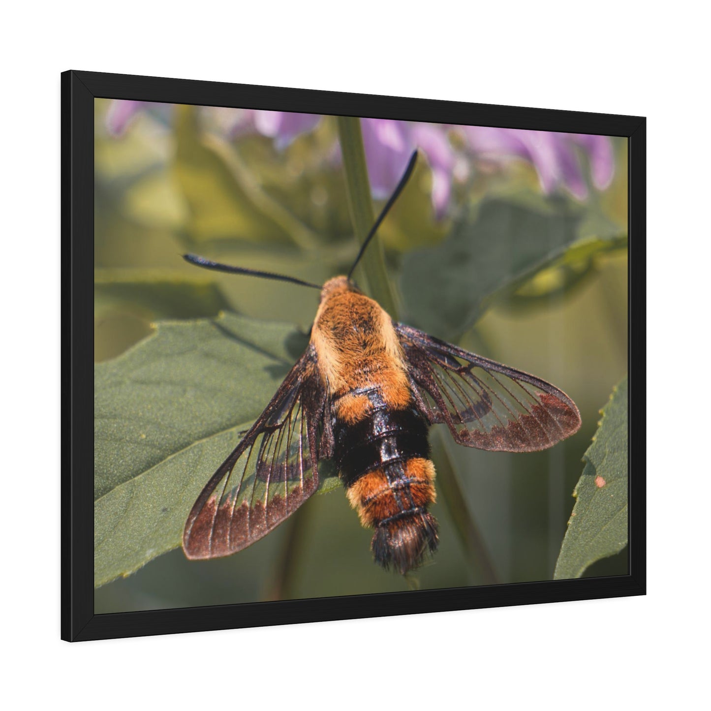 Sleeping Hummingbird Moth Framed Print | Nature Photography