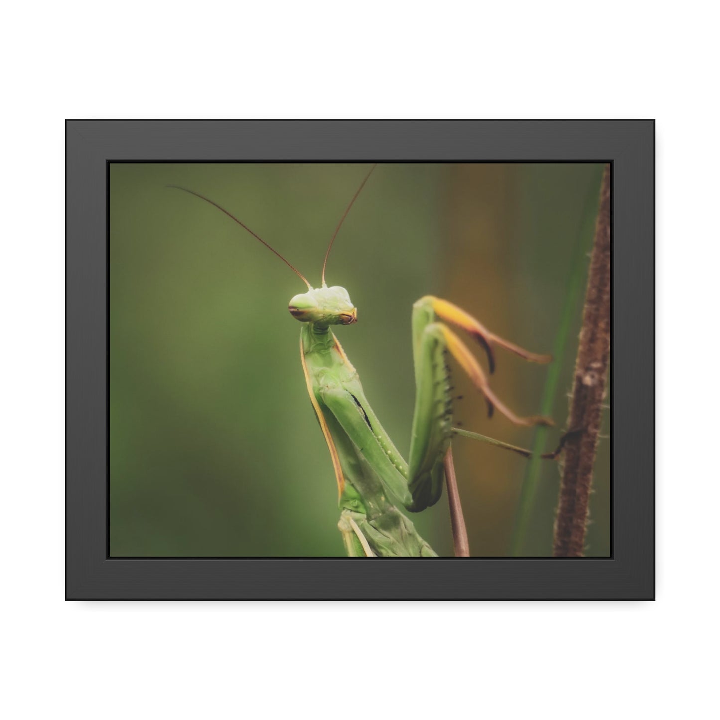 Majestic Mantis Framed Print | Nature Photography