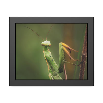 Majestic Mantis Framed Print | Nature Photography