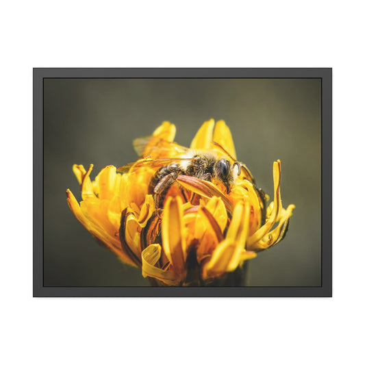 Macro Bee Pollinating Dandelion Framed Print | Nature Photography