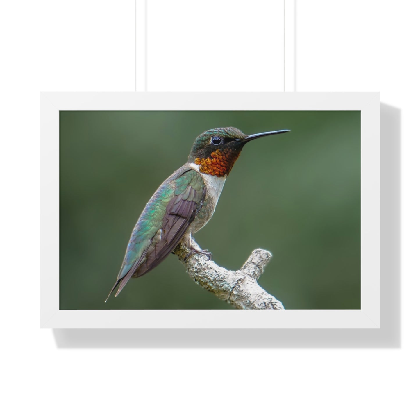 Ruby-Throated Hummingbird Framed Matte Print