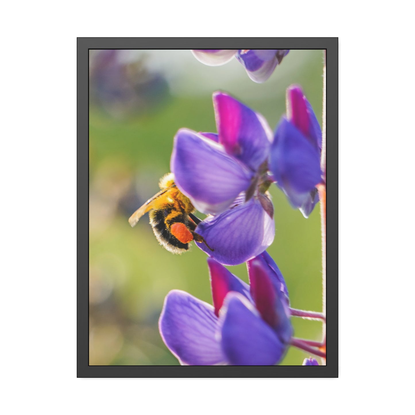 Bumble Bee Pollinates Lupine Flowers Framed Print | Nature Photography