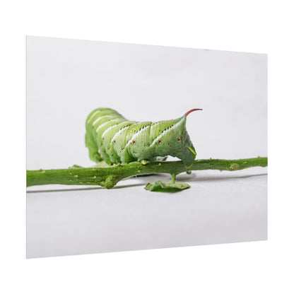 Tomato Hornworm Caterpillar Fine Art Print