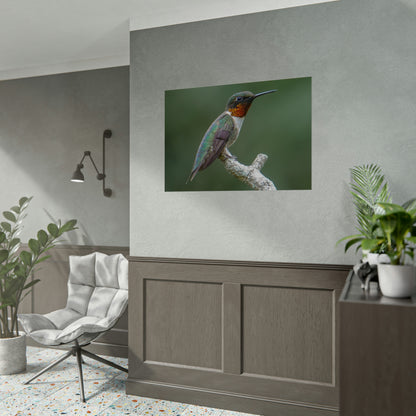 Ruby-Throated Hummingbird Fine Art Print