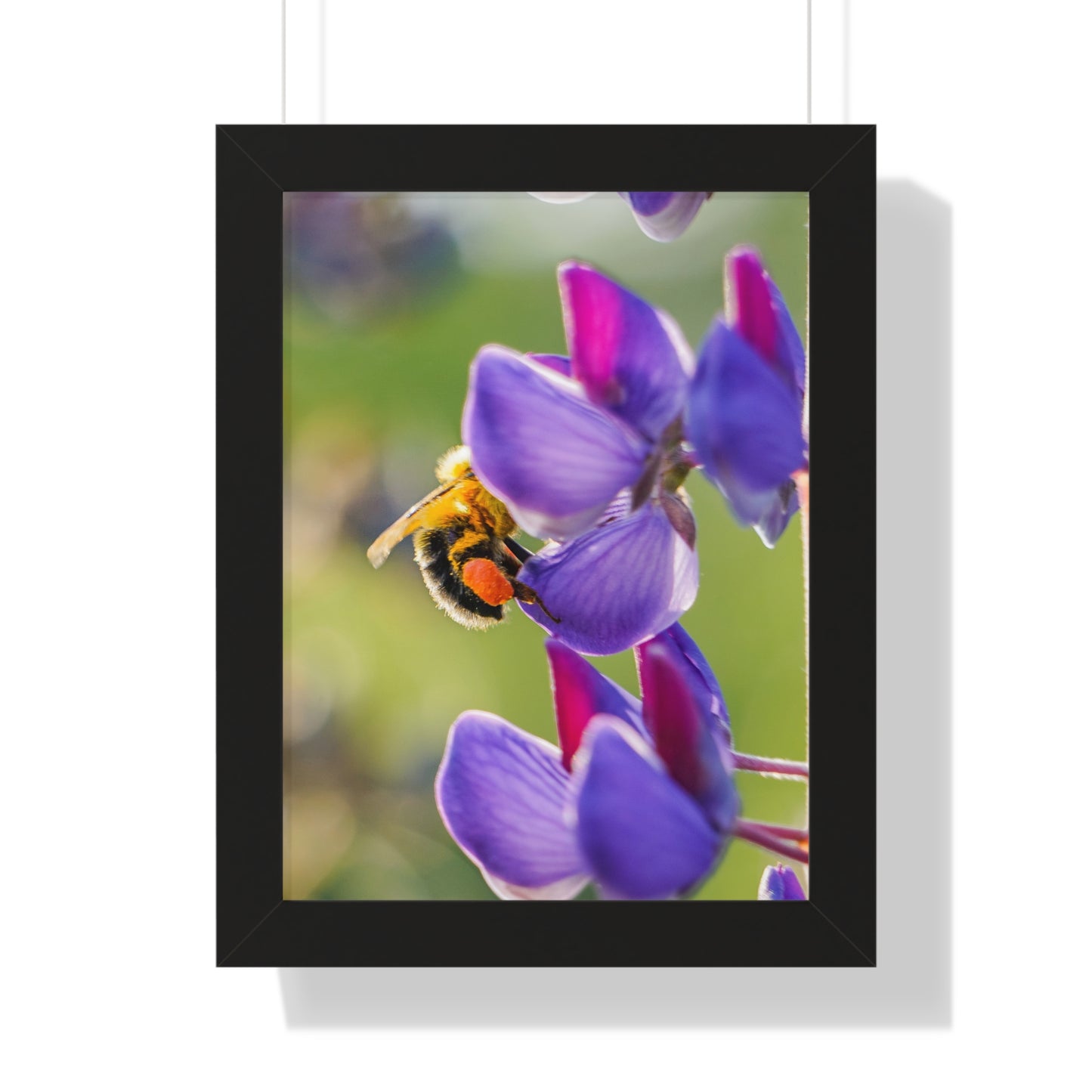 Bumble Bee Pollinates Lupine Flowers Framed Matte Print