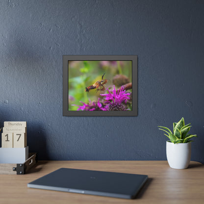 Hummingbird Moth In Flight Framed Print | Nature Photography