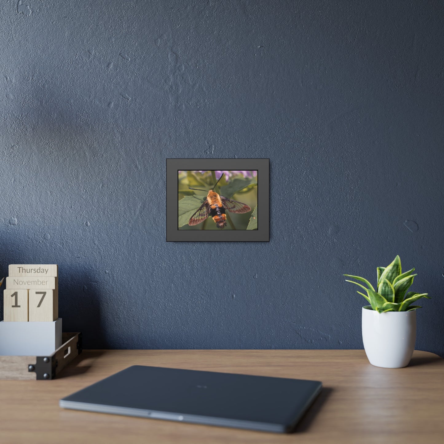 Sleeping Hummingbird Moth Framed Print | Nature Photography