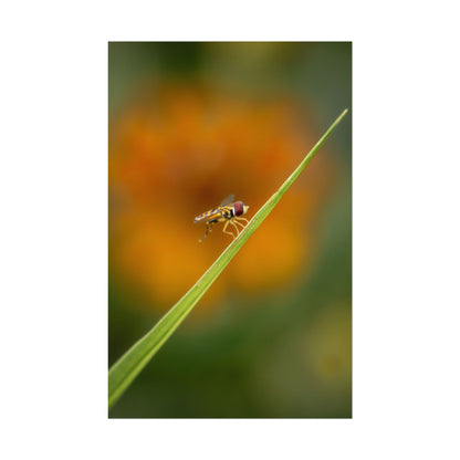 Flower Fly Poses with Orange Flowers Fine Art Print