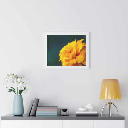 Macro Marigold Flower Framed Matte Print