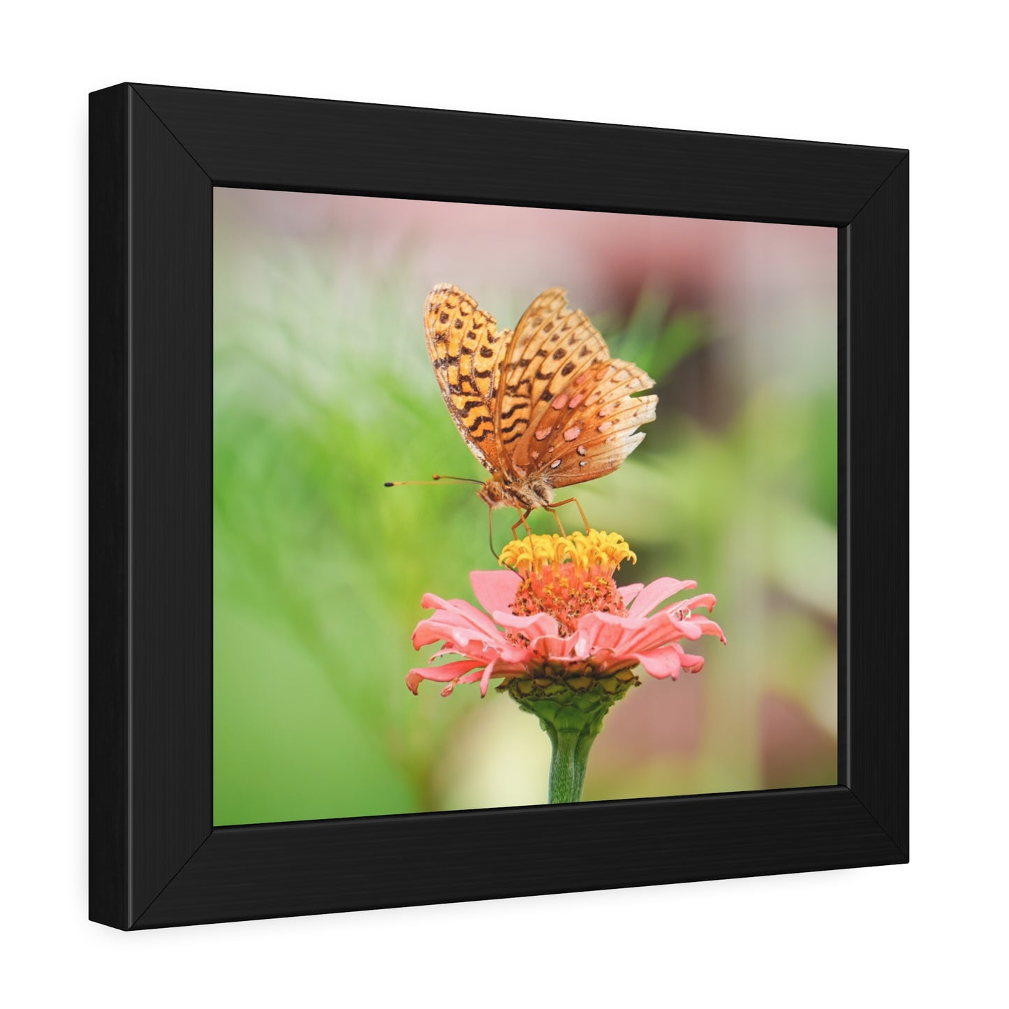 Fritillary Butterfly on Zinnia Framed Print | Nature Photography