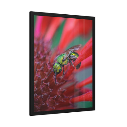 Beautiful Green Bee Framed Print | Nature Photography