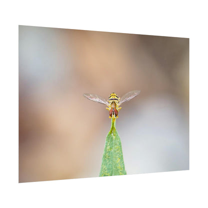 Flower Fly Poses in Macro Fine Art Print