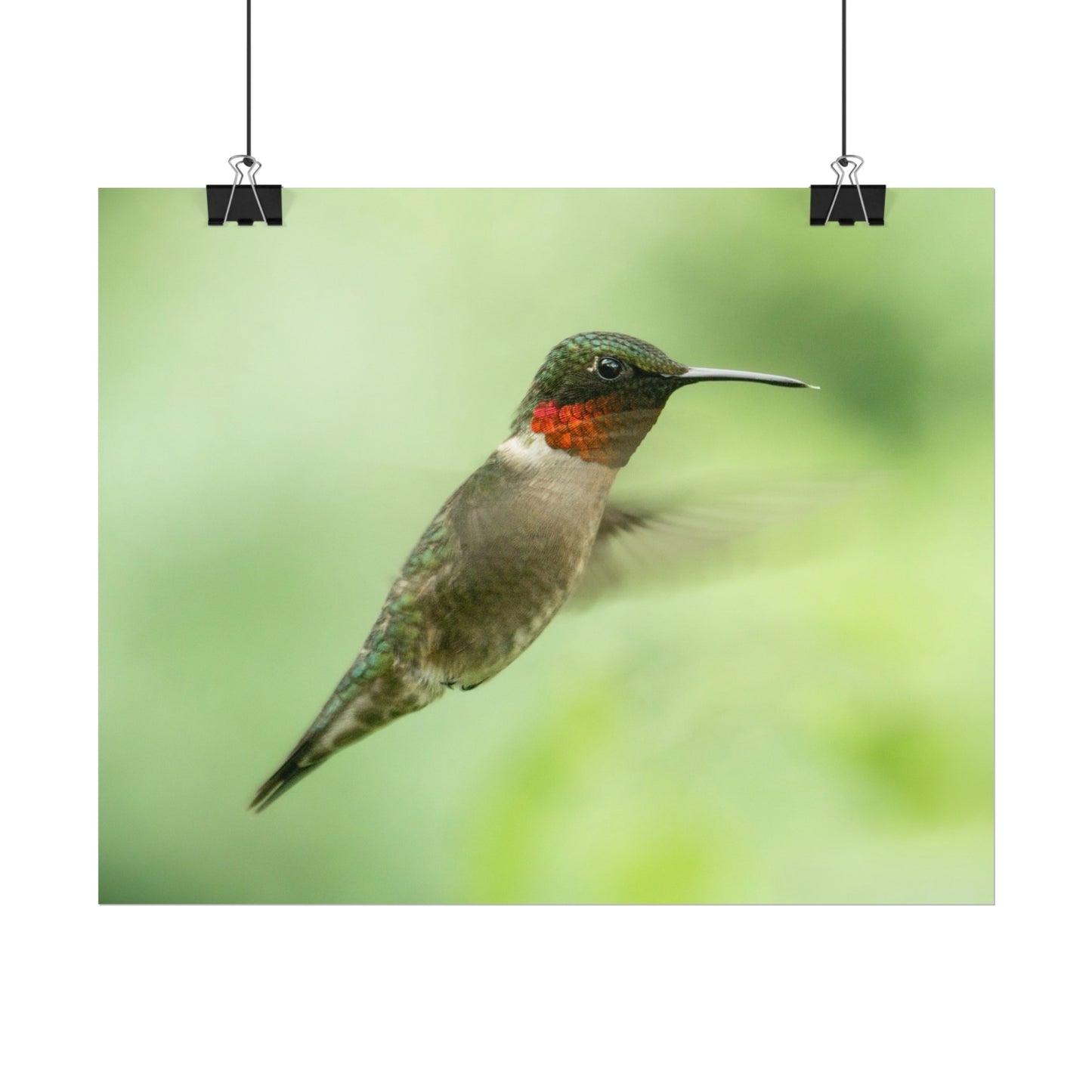 Hummingbird In-Flight Fine Art Print