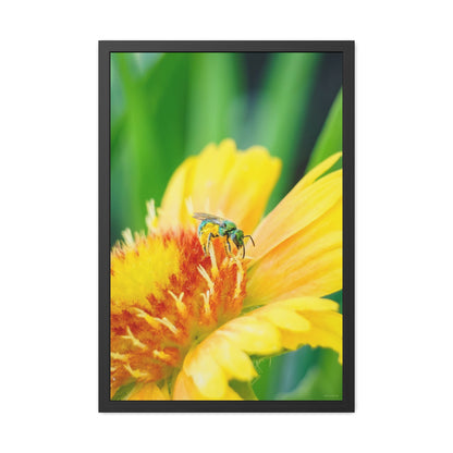 Metallic Green Bee Framed Fine Art Photograph