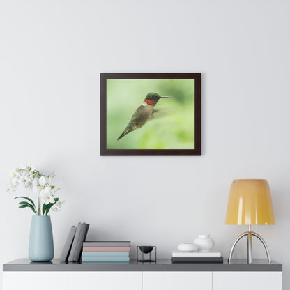 Hummingbird In-Flight Framed Matte Print