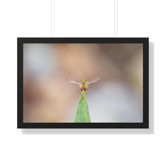 Flower Fly Poses in Macro Framed Matte Print