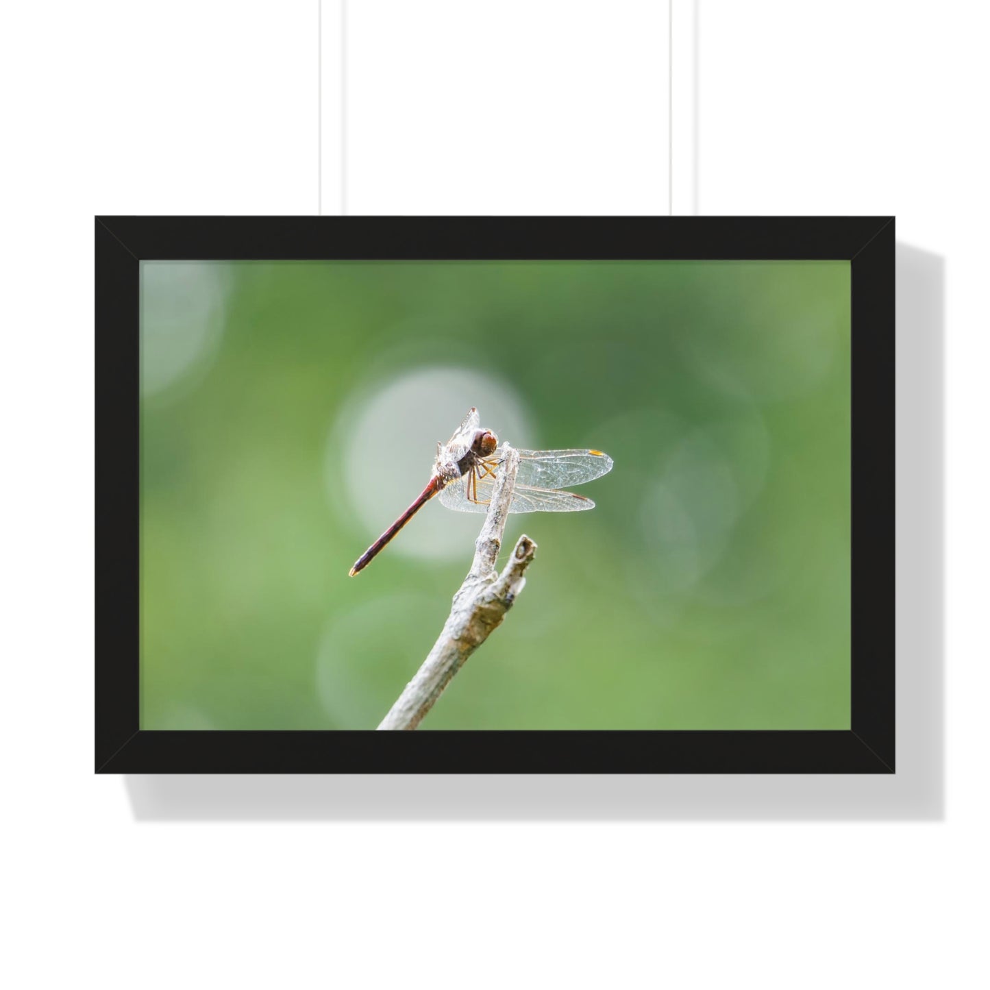 Dramatic Dragonfly Framed Matte Print