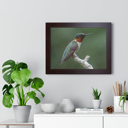 Ruby-Throated Hummingbird Framed Matte Print