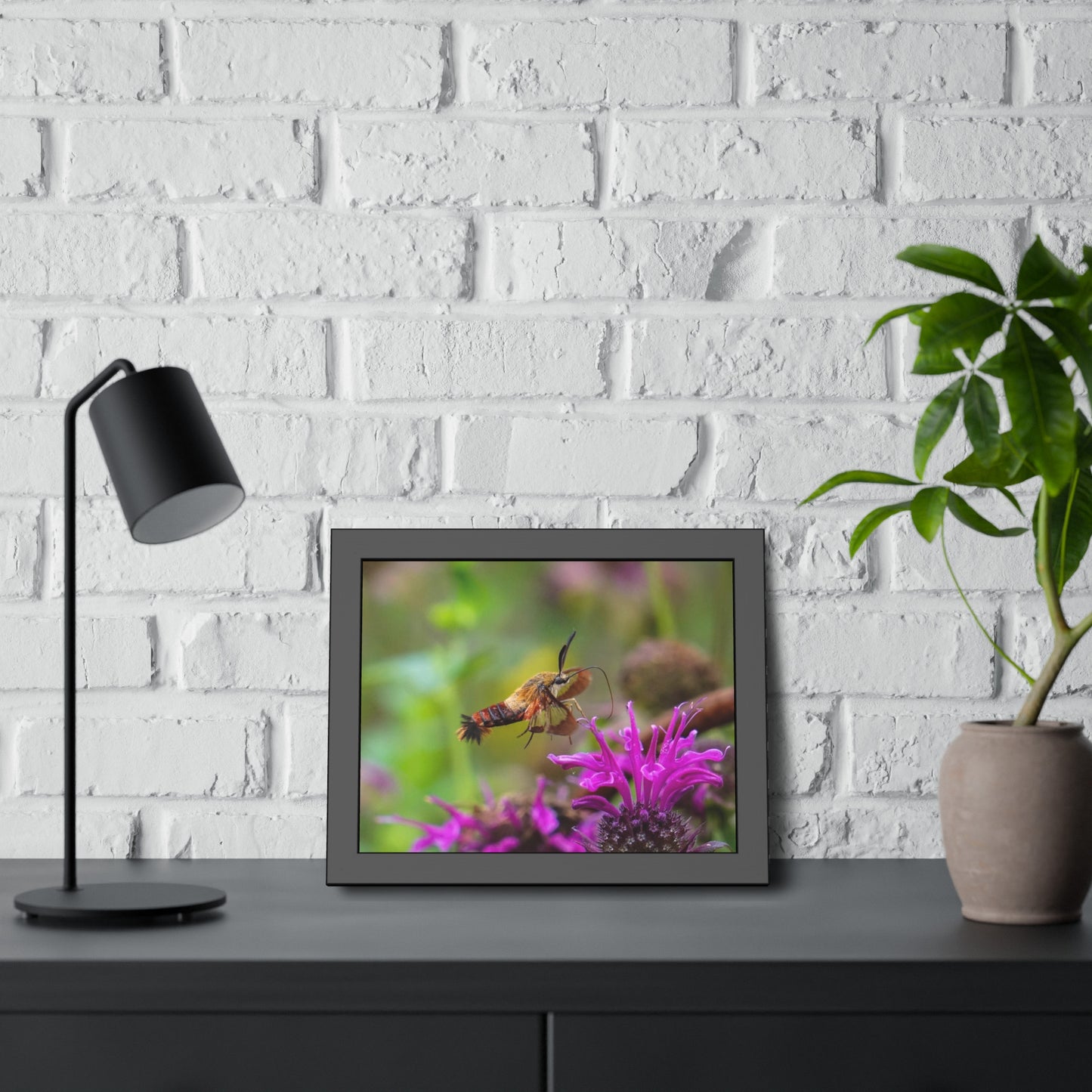 Hummingbird Moth In Flight Framed Print | Nature Photography