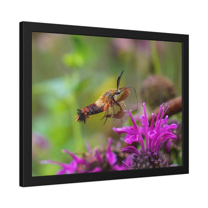 Hummingbird Moth In Flight Framed Print | Nature Photography