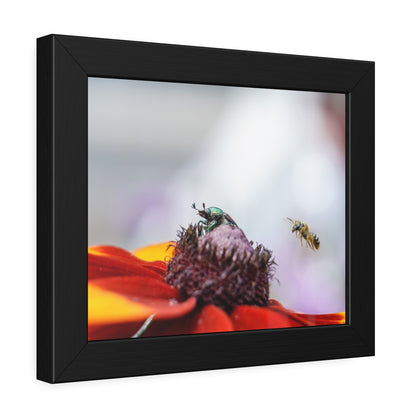Japanese Beetle and Honey Bee Framed Print | Nature Photography