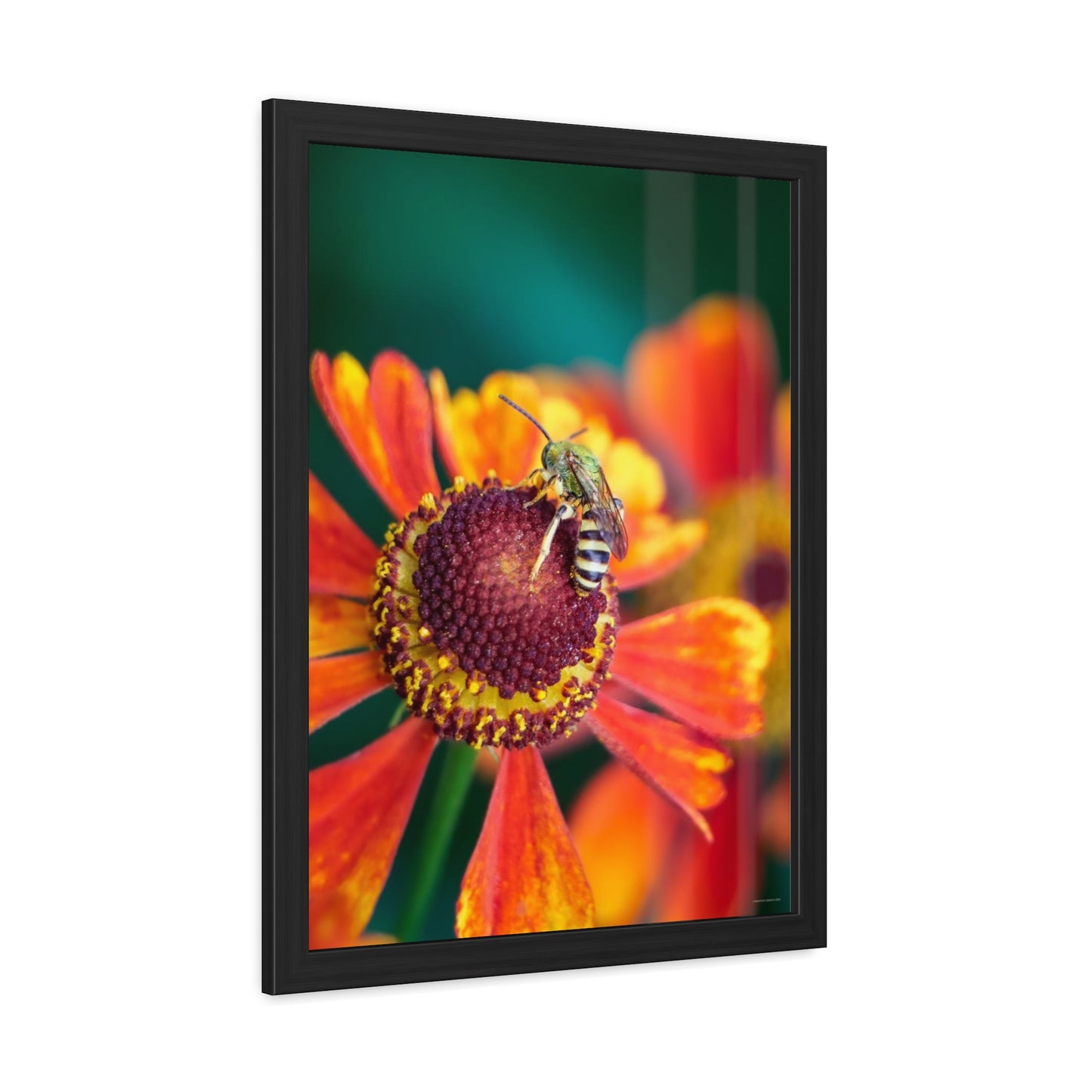 Fashionable Sweat Bee Framed Fine Art Photograph