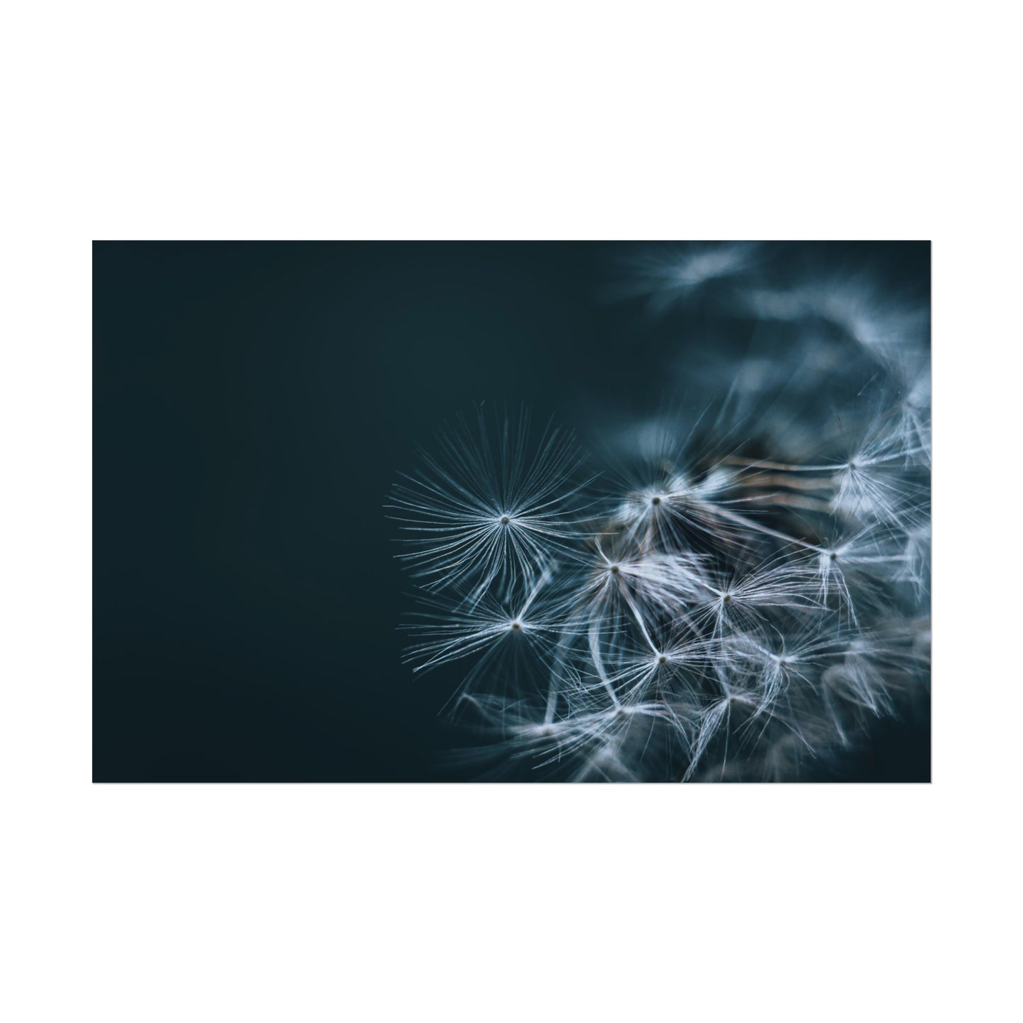 Macro Moody Dandelion Fine Art Print