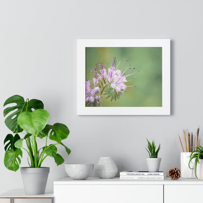 Macro Purple Wildflowers Framed Matte Print