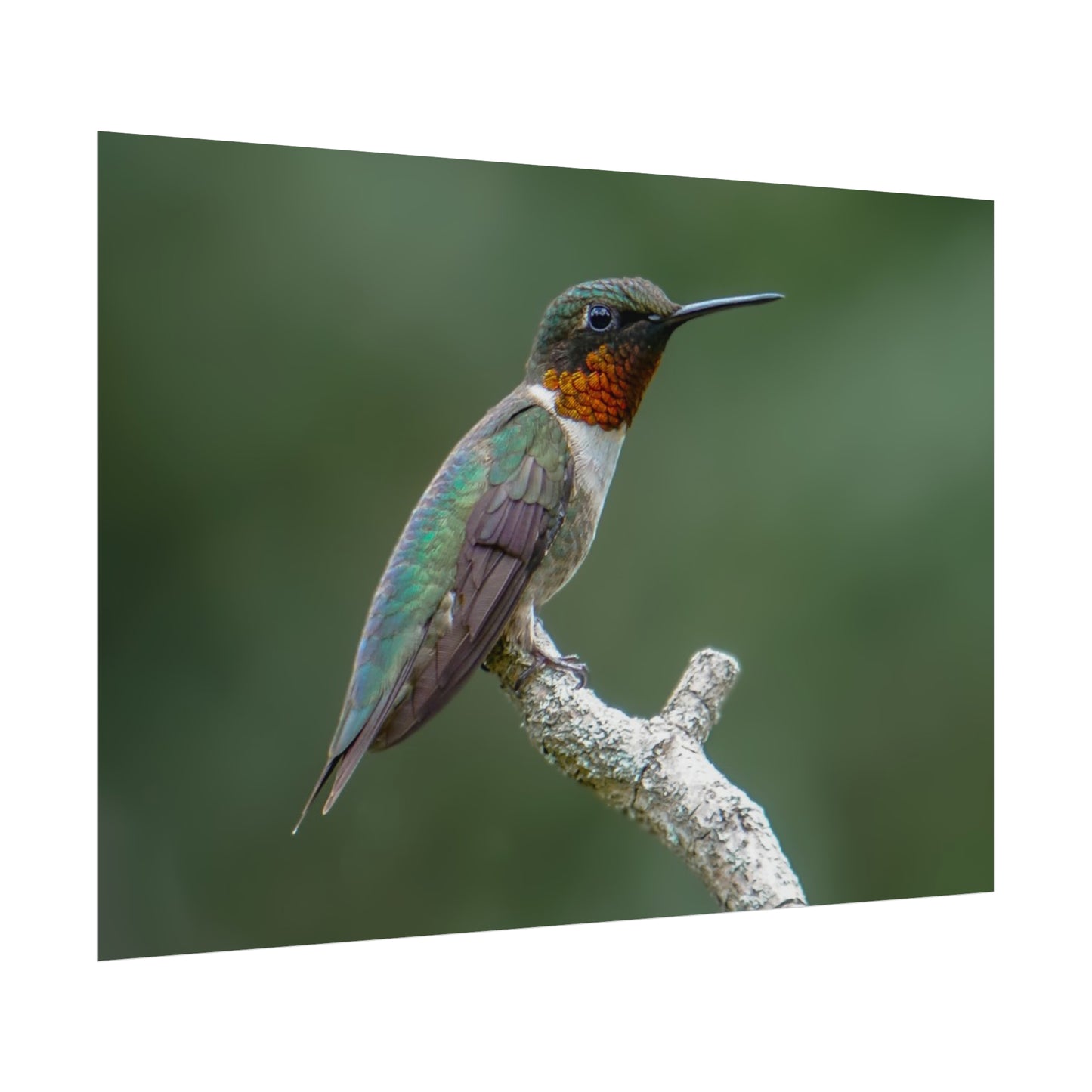 Ruby-Throated Hummingbird Fine Art Print