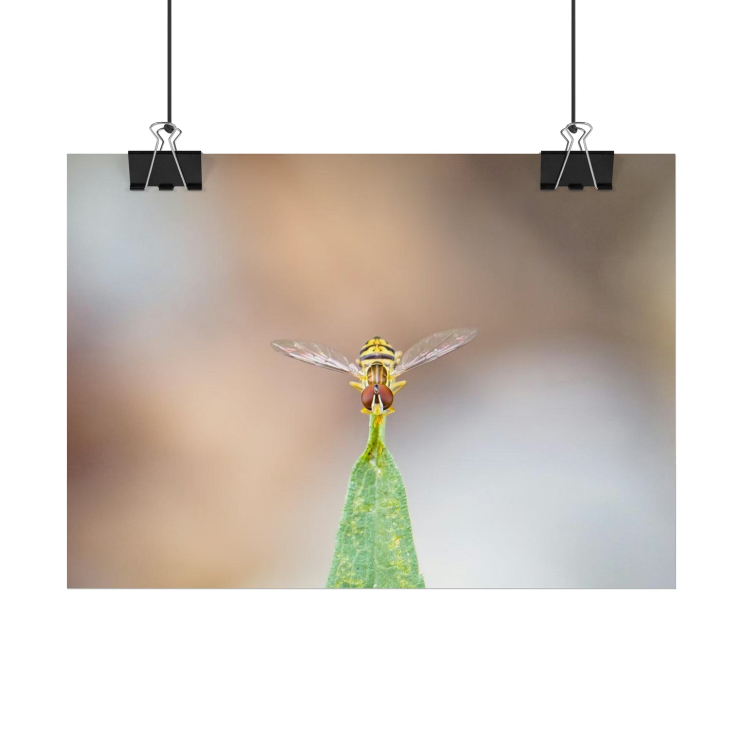 Flower Fly Poses in Macro Fine Art Print