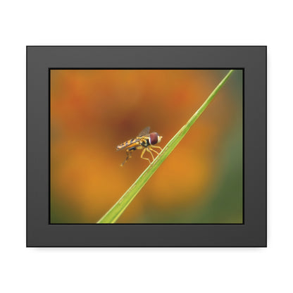 Flower Fly Super Macro Framed Print | Nature Photography