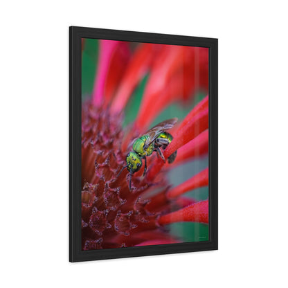 Beautiful Green Bee Framed Fine Art Photograph