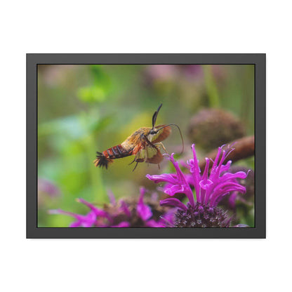 Hummingbird Moth In Flight Framed Print | Nature Photography