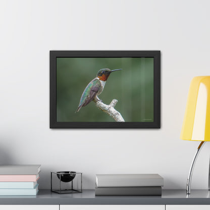 Ruby-Throated Hummingbird Framed Fine Art Photograph